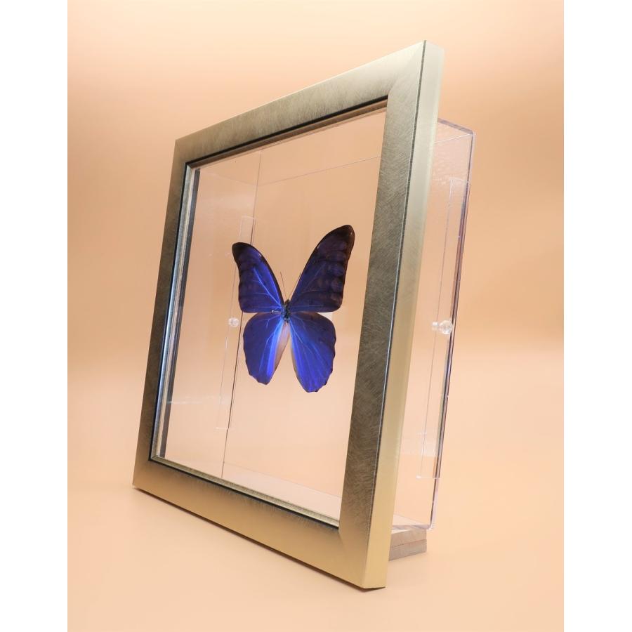蝶の標本 アナクシビアモルフォ M.anaxibia ライトフレーム チョウ