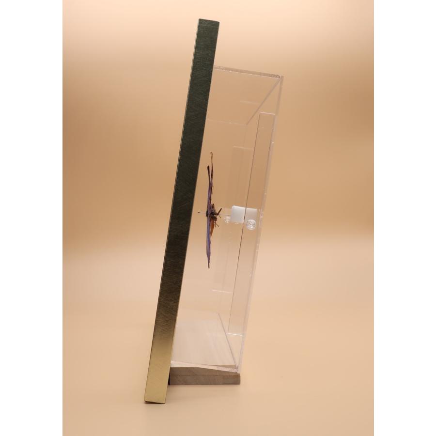 蝶の標本 アナクシビアモルフォ M.anaxibia ライトフレーム チョウ