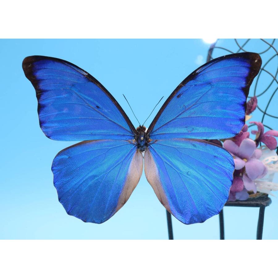 蝶の標本 アナクシビアモルフォ M.anaxibia ライトフレーム チョウ