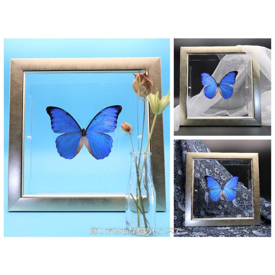 蝶の標本 アナクシビアモルフォ M.anaxibia ライトフレーム チョウ