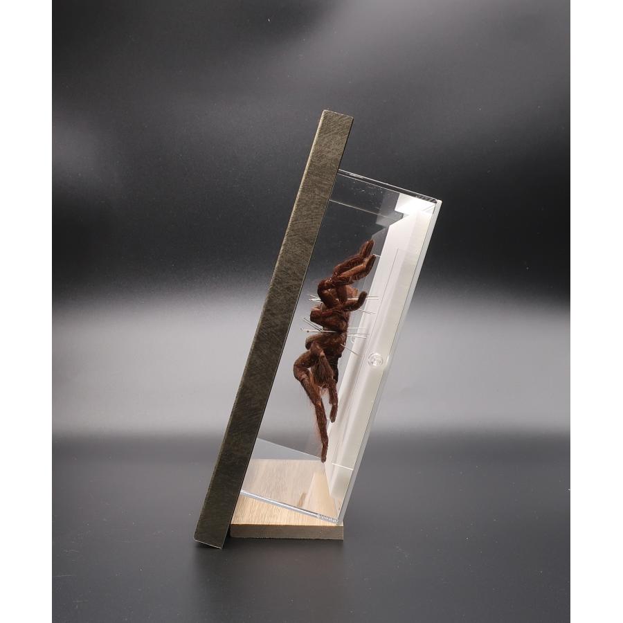 タランチュラの標本 楽天市場】【送料無料】昆虫の標本 タランチュラ 蜘蛛 eurypeima