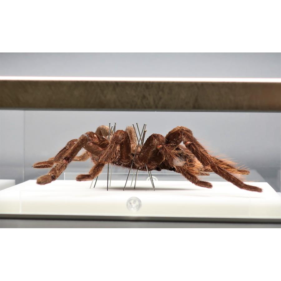 ※TKKWI_HER購入、野外標本2種セット TKKWI_HER購入、野外標本2種セット TKKWI_HER購入、野外標本2種セット