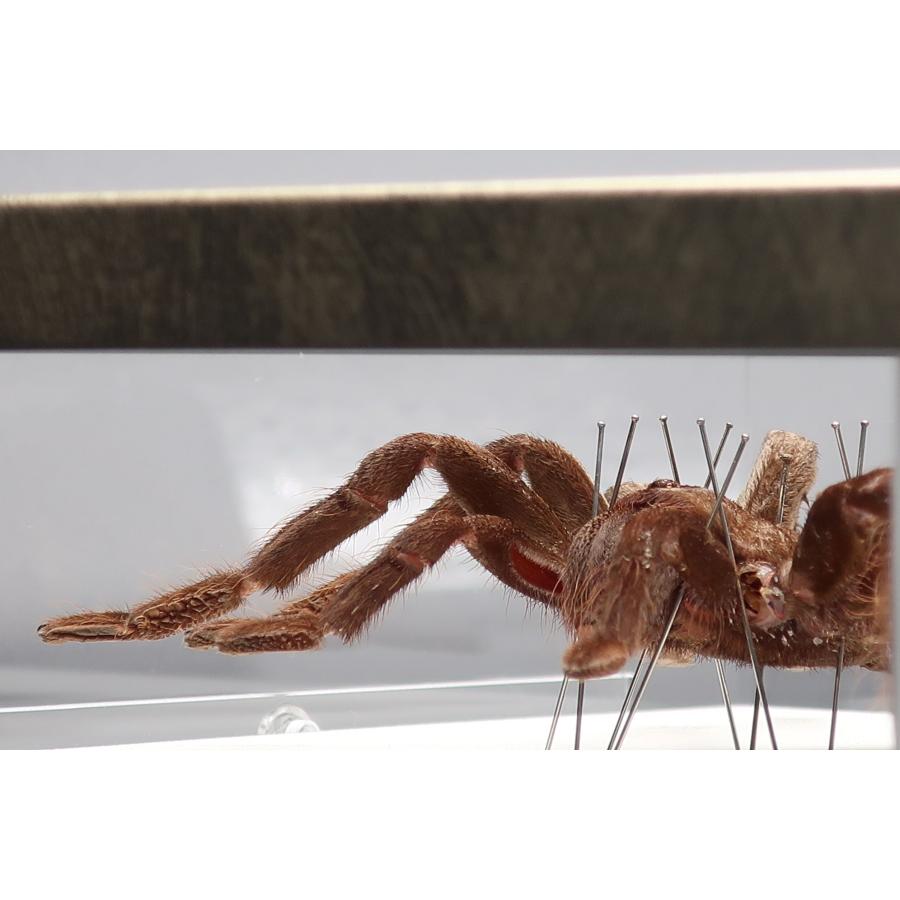 昆虫の標本 タランチュラ ライトフレーム : ラブリーインセクト