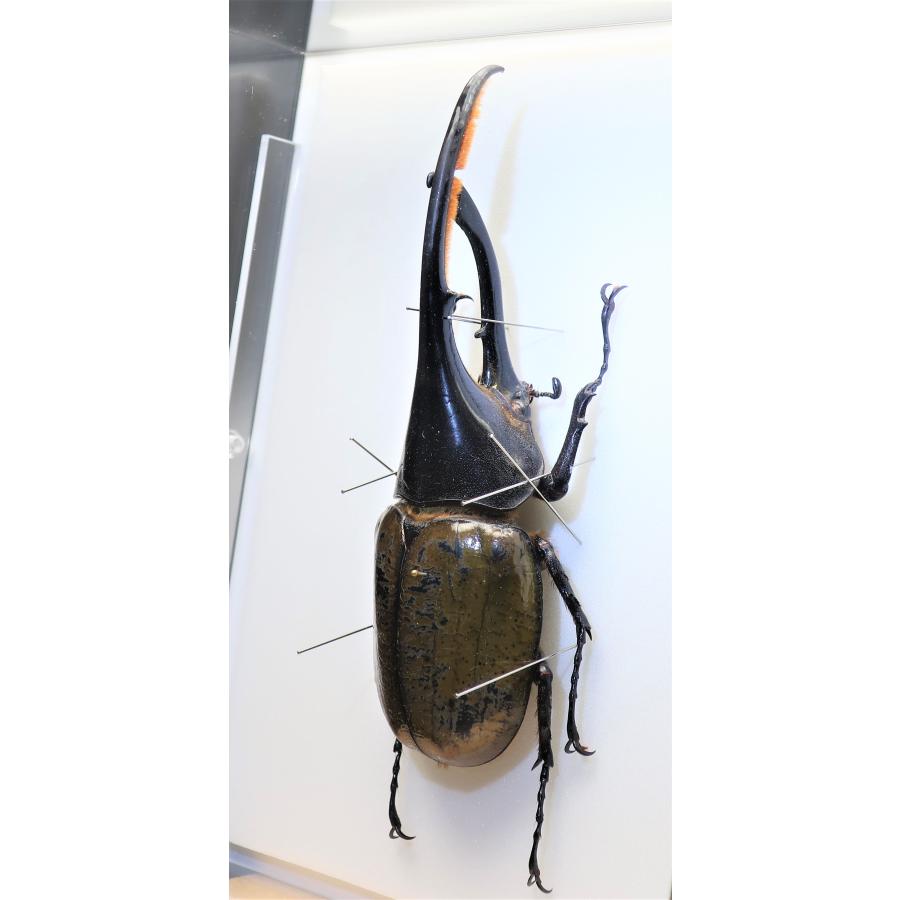 ヘラクレスオオカブト ブリュゼニ 130mm 標本 セール 【ヘラクレス ブリュゼニ】激レア種 ペア | KUWAGATA-PANDA