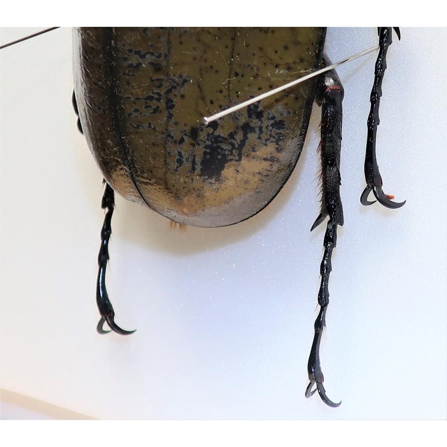 昆虫の標本 ヘラクレスオオカブト D.hercres ライトフレーム