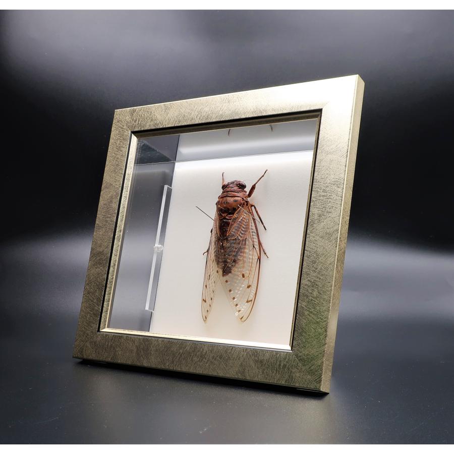 セミ レジン封入標本 テイオウゼミ セミ レジン封入標本 テイオウゼミ - メルカリ