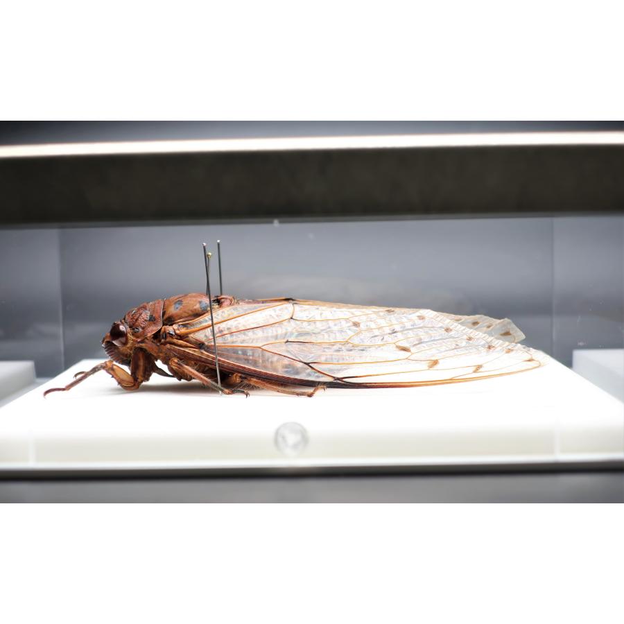 昆虫の標本 テイオウゼミ ライトフレーム : ラブリーインセクト - 通販