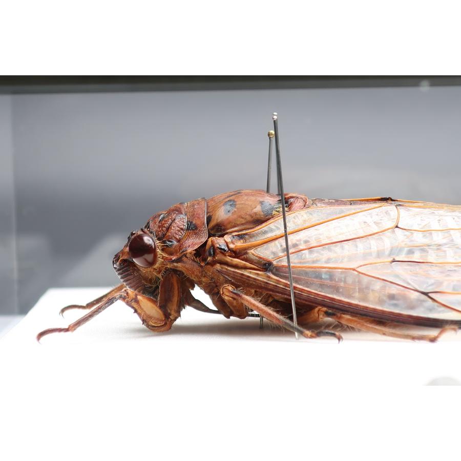 昆虫の標本 テイオウゼミ ライトフレーム : ラブリーインセクト