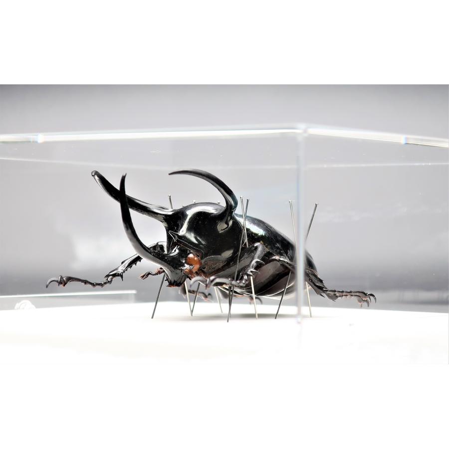カブトムシ昆虫標本 8体セット 木製フレーム カブトムシ昆虫標本 8体
