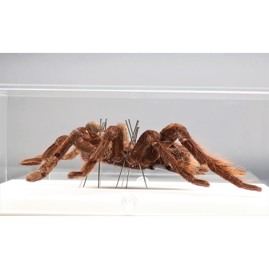 昆虫の標本 タランチュラ アクリルフレーム スケルトン