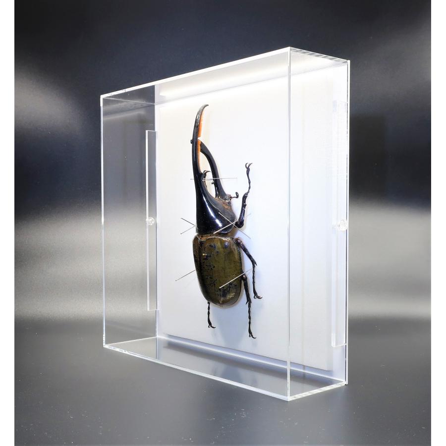 昆虫の標本 ヘラクレスオオカブト D.hercres アクリルフレーム 昆虫の標本 ヘラクレスオオカブト D.hercres アクリルフレーム