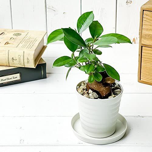 正規店仕入れの 観葉植物 ガジュマル 3号鉢 受け皿付き 育て方説明書付き Ficus Microcarpa フィカス ミクロカルパ 植木鉢 Www We Job Com