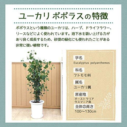 偉大な ユーカリ ポポラス ポリアンセモス 中型8号 鉢植え プラ鉢入り 植木鉢 Www Oroagri Eu