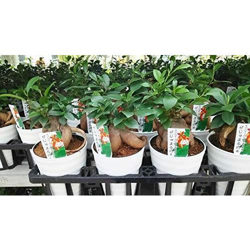 未使用新品 プランツネット Plants Net 観葉植物 ガジュマル 4号 K 11入 免税品購入 Ssl Daikyogo Or Jp