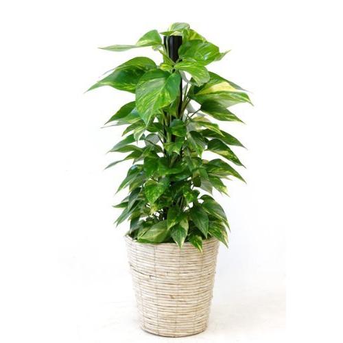 割引売り出し 観葉植物 本物 ポトス オウゴンカズラ ヘゴ仕立て７号鉢 ホワイト鉢カバー付 純正在庫 Ssl Daikyogo Or Jp