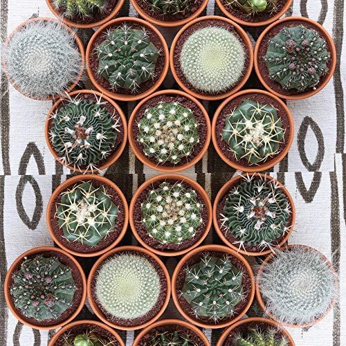 ショッピングサイト アソート サボテン 観葉植物 インテリア ギフト プレゼント 母の日 父の日 敬老の日 結婚記念日 引越し祝い 風水 3号鉢個 ショッピングオンライン Ssl Daikyogo Or Jp