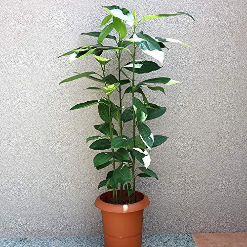 オンラインストア売り出し シナモン セイロン ニッケイ 観葉植物 中型 7号プラスチック鉢 Cinnamon Zeylanicum クスノキ科シナモン属 純正大特価 Ssl Daikyogo Or Jp