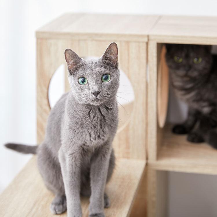 階段 ステアーズ 棚 シェルフ 収納 ストレージ 猫家具 収納 収納棚 リビング収納 木製 おしゃれ シンプル ナチュラル ねこ ネコ リモート | LOWYA | 16