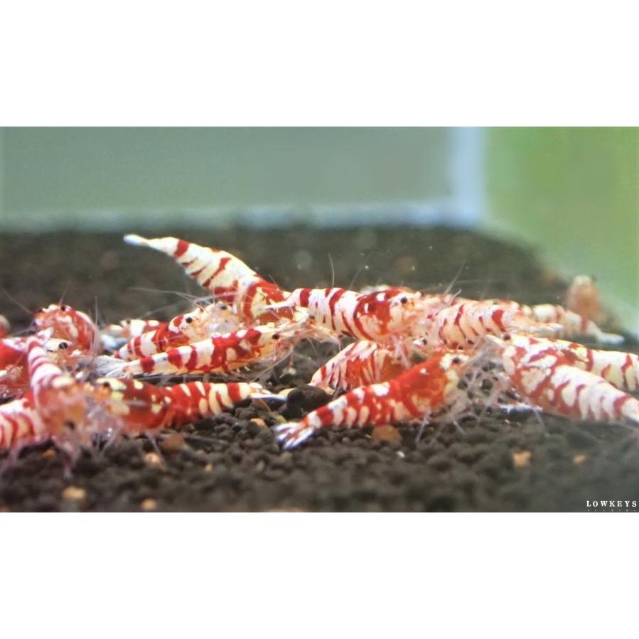 ブラックタイガービーシュリンプ50匹以上！！