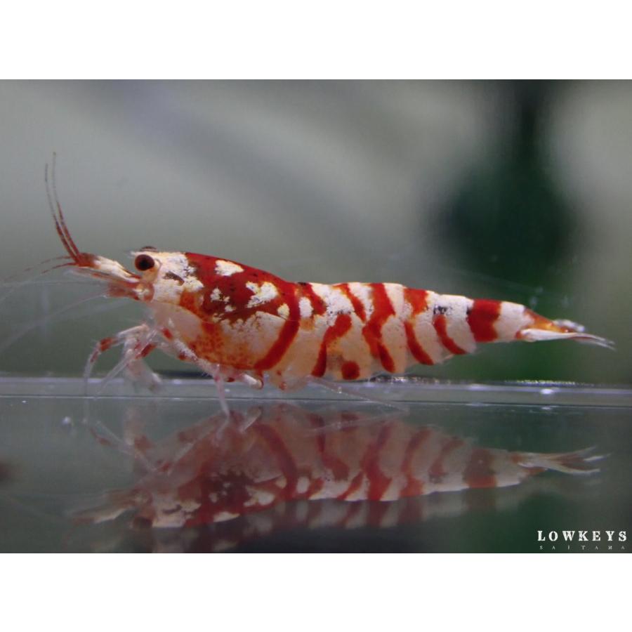 レッドファンシータイガー 10匹(+1匹補償)セット : ローキーズ埼玉