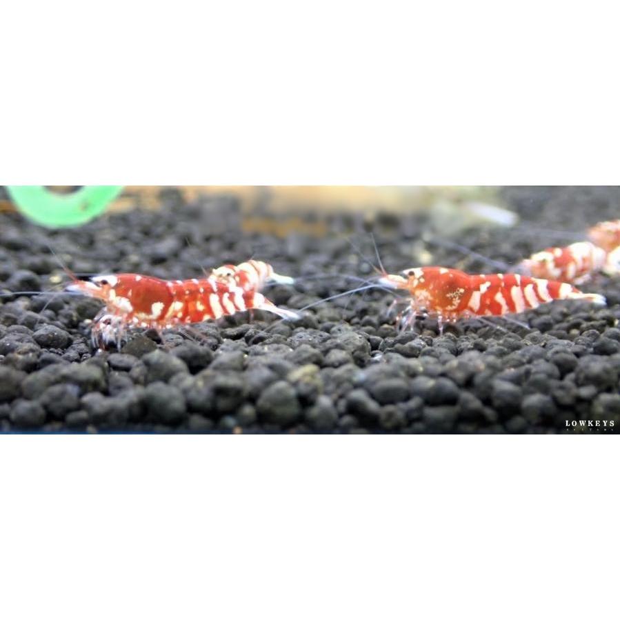 レッドファンシータイガー 10匹(+1匹補償)セット : ローキーズ埼玉