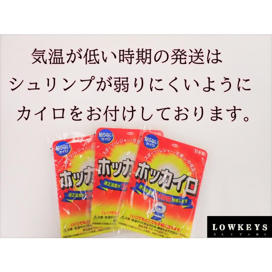 レッドファンシータイガー 10匹(+1匹補償)セット : ローキーズ埼玉