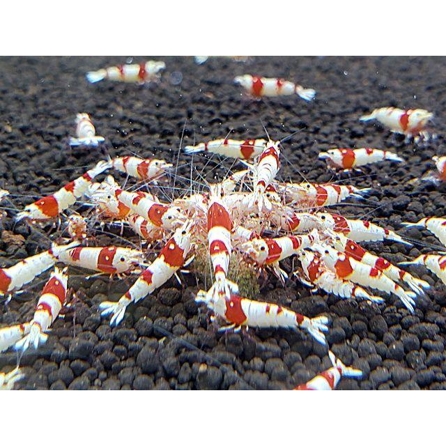 標準小売価格 送料無料 ノンブラレッドビーシュリンプ 30匹セット オンラインストア特販 Ssl Daikyogo Or Jp