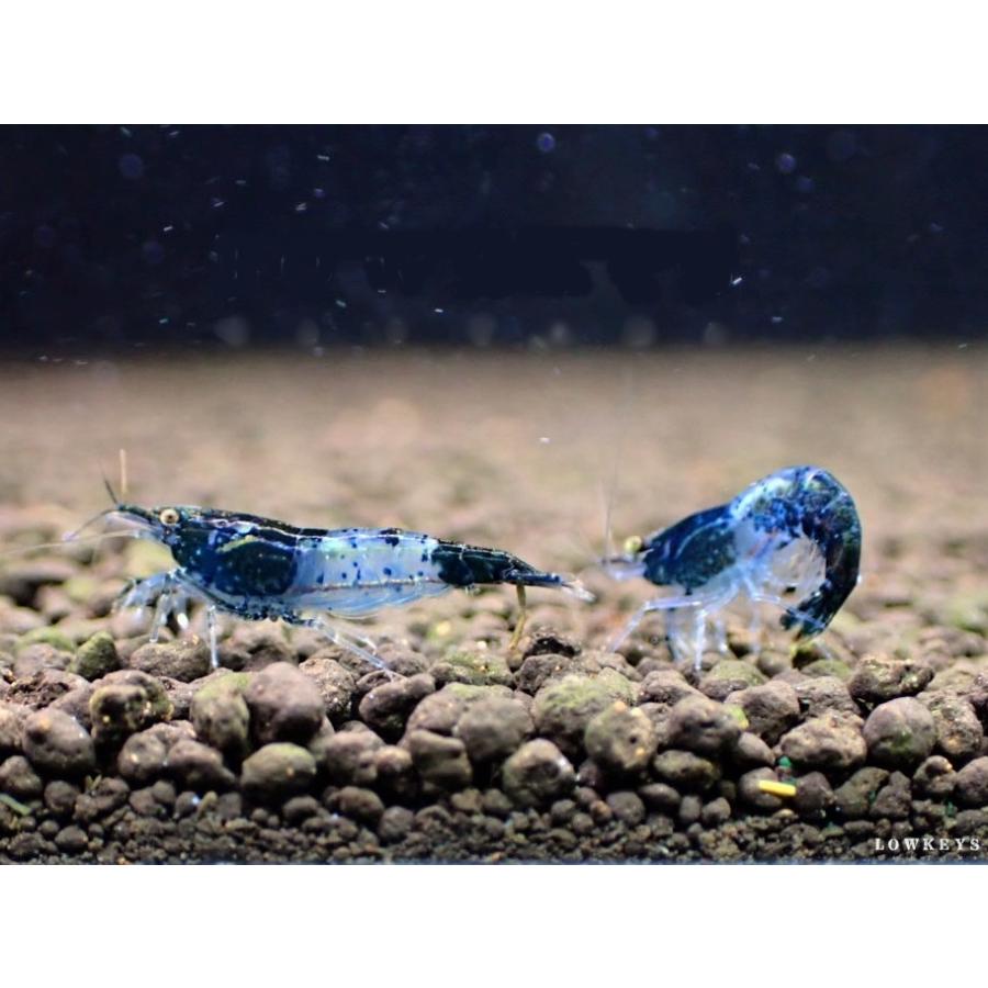 ブラックルリーシュリンプ 30匹(+3匹補償)セット カラーシュリンプ