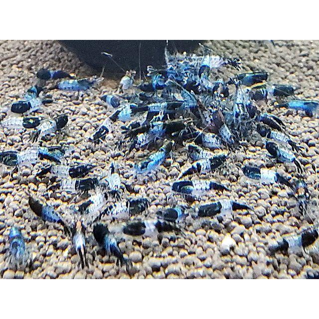 ブラックルリーシュリンプ 30匹(+3匹補償)セット カラーシュリンプ