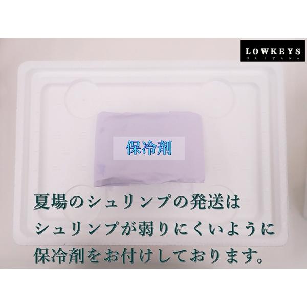 ブラックルリーシュリンプ 30匹(+3匹補償)セット カラーシュリンプ