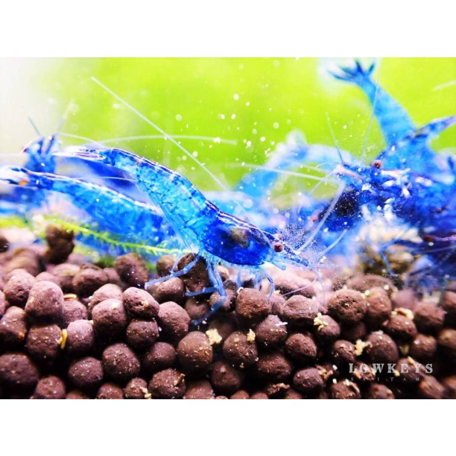 送料無料】 夢幻ブルー ベルベットダークブルーシュリンプ 30匹(+3匹