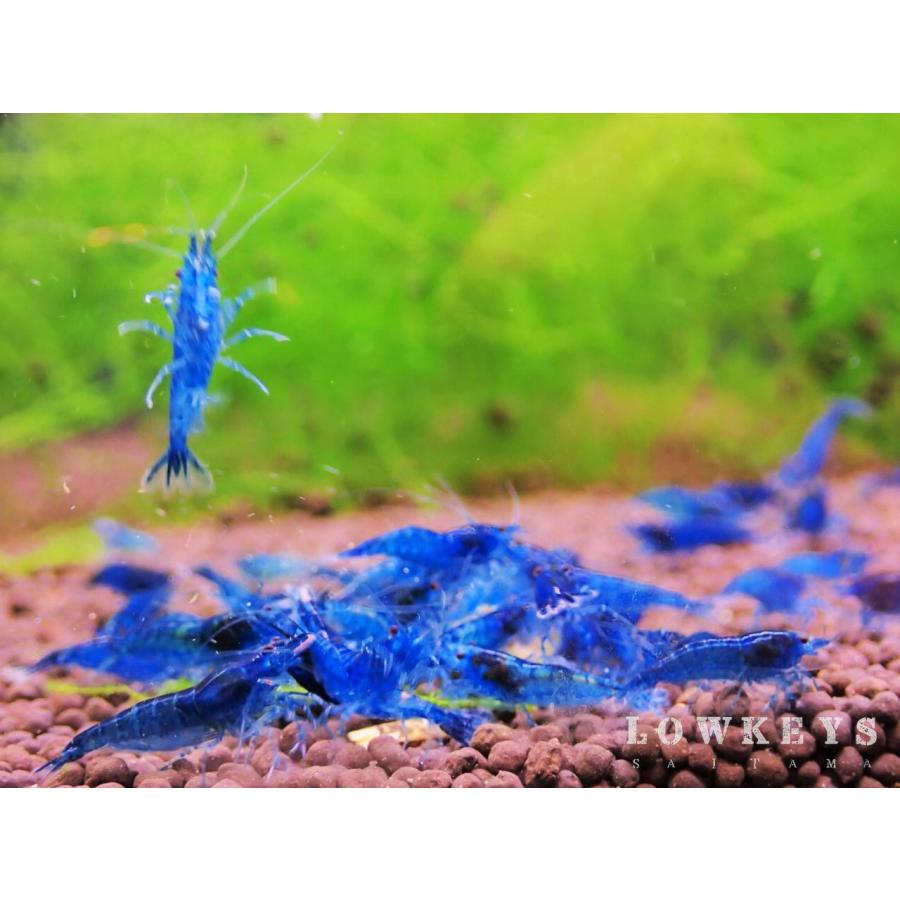 送料無料 夢幻ブルー ベルベットダークブルーシュリンプ 50匹(+5匹補償
