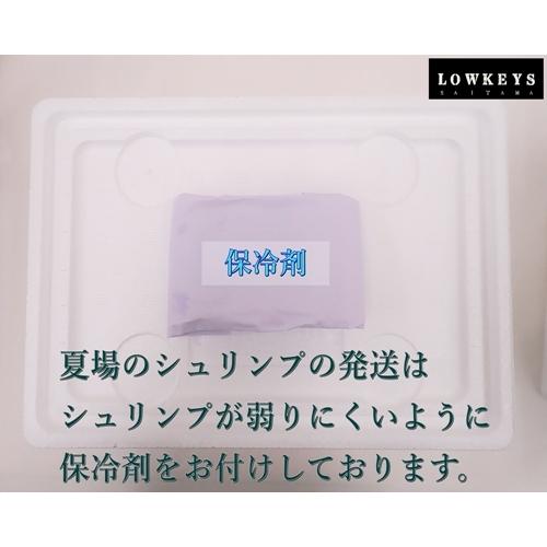 送料無料 夢幻ブルー ベルベットダークブルーシュリンプ 50匹(+5匹補償 