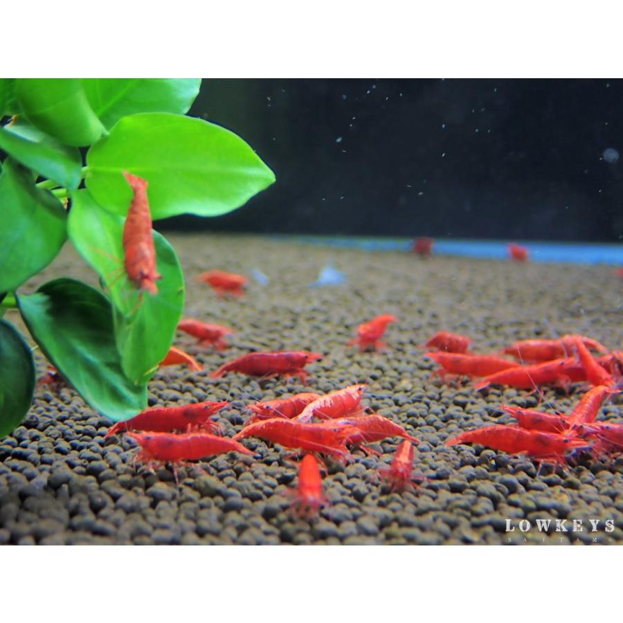 ファイヤーレッド シュリンプ 匹セット 生体 飼育 代引き手数料無料