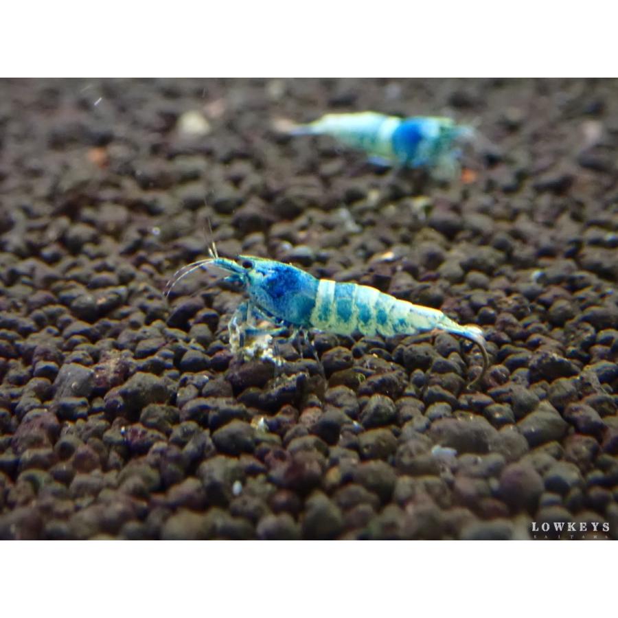 送料無料 ターコイズシャドー 30匹セット シュリンプ ブルー 生体 飼育 メーカー直売