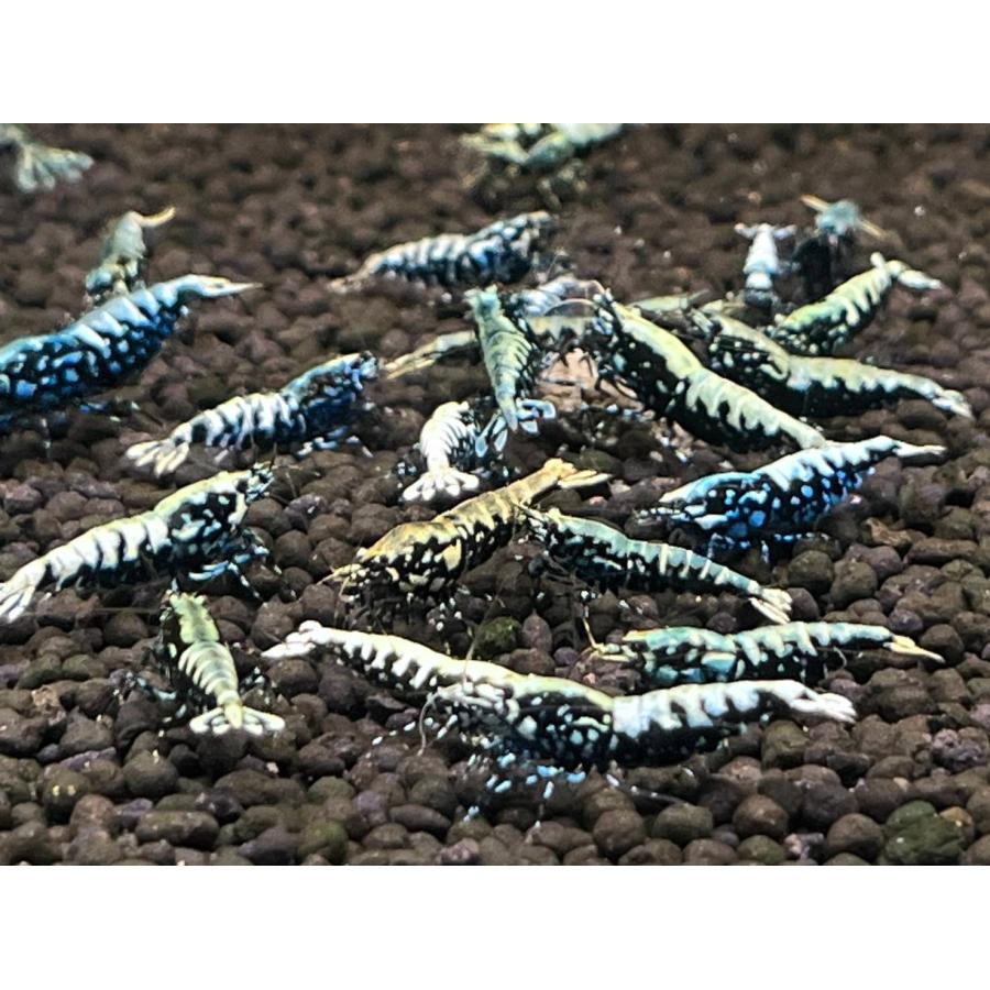 Choco shrimp】ハイグレード① ブルーメタルギャラクシーシュリンプ30