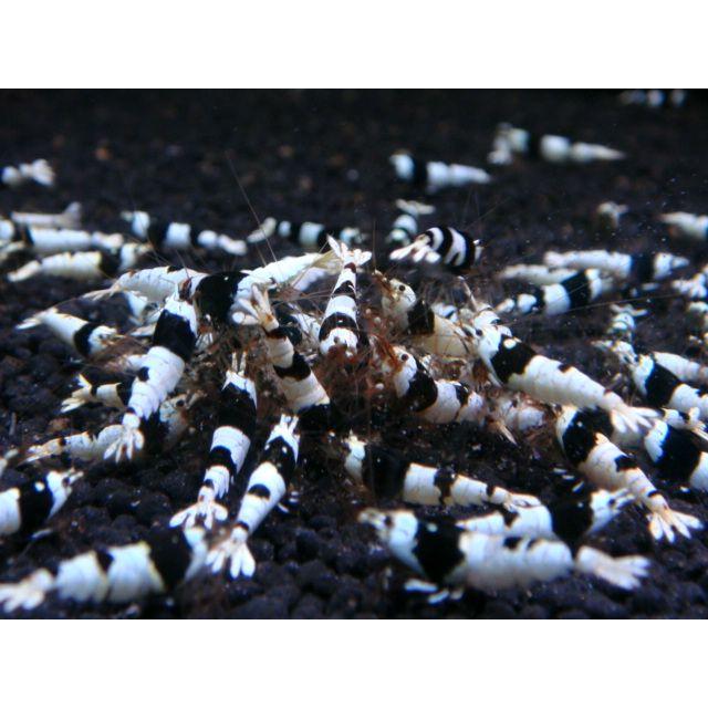 【LOWKEYS】ブラックビーシュリンプSクラス50匹＋αセット【ローキーズ】