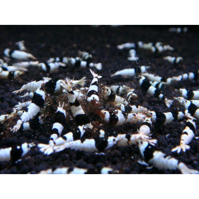 【LOWKEYS】ブラックビーシュリンプSクラス50匹＋αセット【ローキーズ】