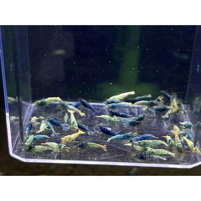 【LOWKEYS】ターコイズお宝ミックス サイズ小50匹＋αセット【ローキーズ】の画像