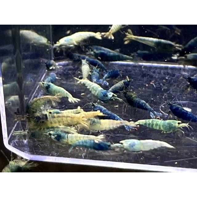 【LOWKEYS】ターコイズお宝ミックス サイズ小50匹＋αセット【ローキーズ】の画像