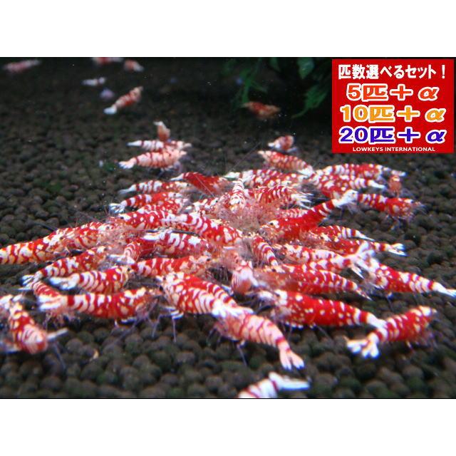 LOWKEYS】レッドファンシータイガーミドル10匹＋αセット【ローキーズ 