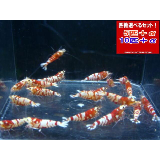 【LOWKEYS】レッドファンシータイガーミドル全てメス確定5匹＋αセット【ローキーズ】（Yahoo!・ローキーズ ヤフー店）