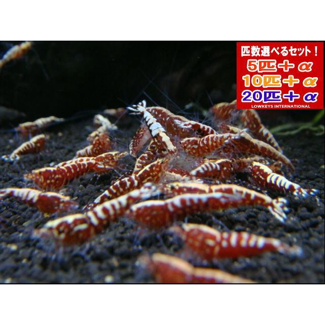 【LOWKEYS】レッドフィッシュボーンスノーフラワー10匹＋αセット【ローキーズ】（Yahoo!・ローキーズ ヤフー店）
