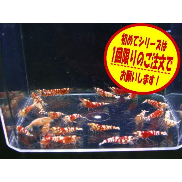 【LOWKEYS】初めてのレッドファンシーシュリンプ7匹＋αセット【ローキーズ】（Yahoo!・ローキーズ ヤフー店）
