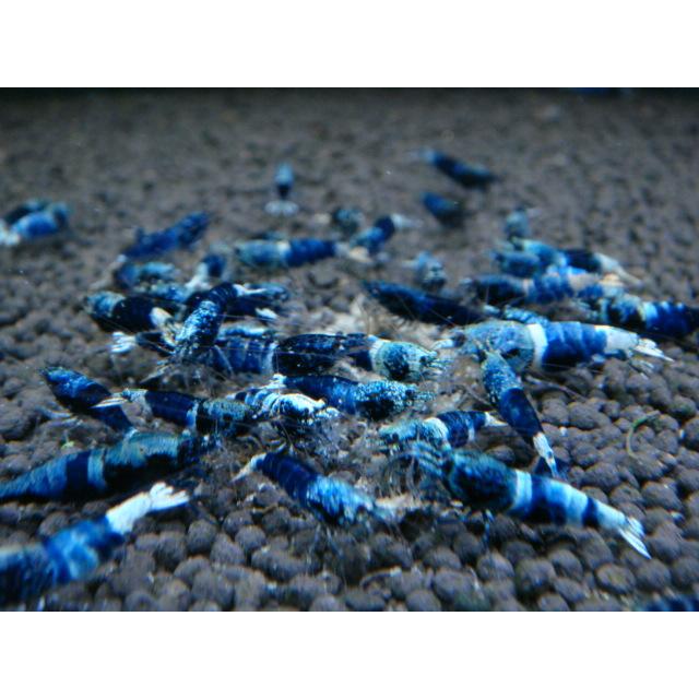 LOWKEYS】SAMURAI BLUE お宝ミックス サイズ小 10匹＋αセット