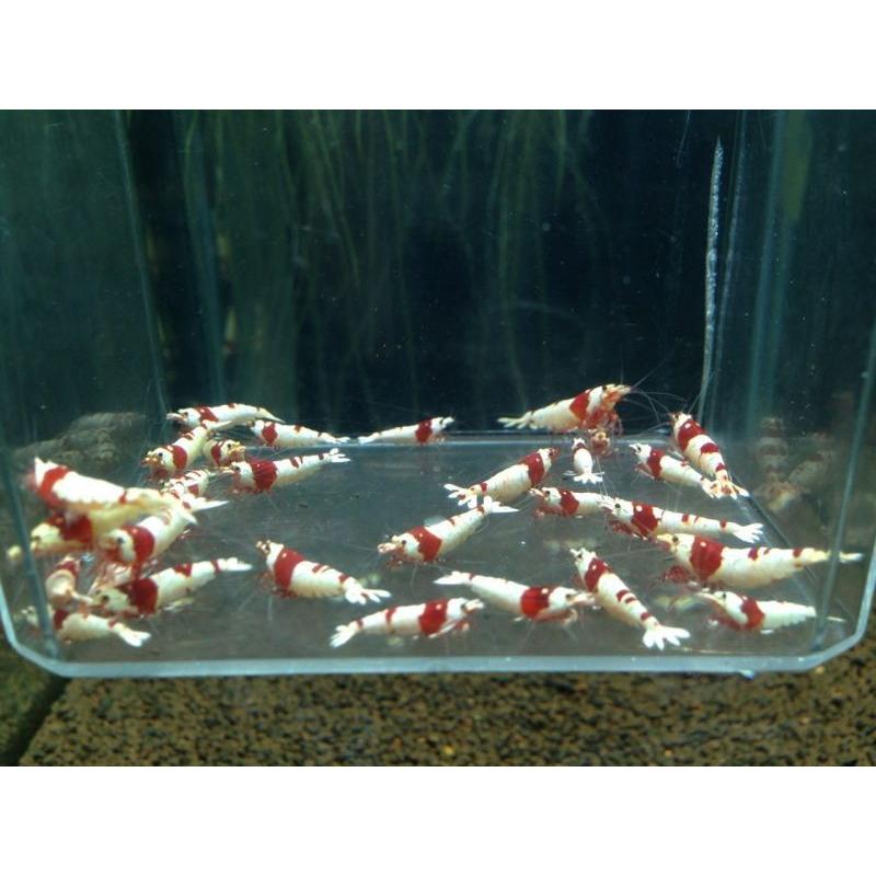 レッドビーシュリンプssハイグレード