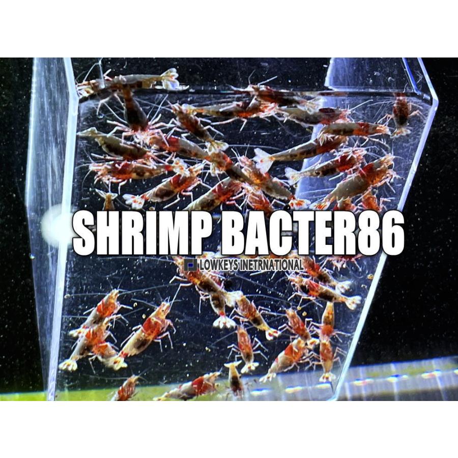 SHRIMP BACTER (シュリンプバクター) 86 1000ml : ローキーズ ヤフー店