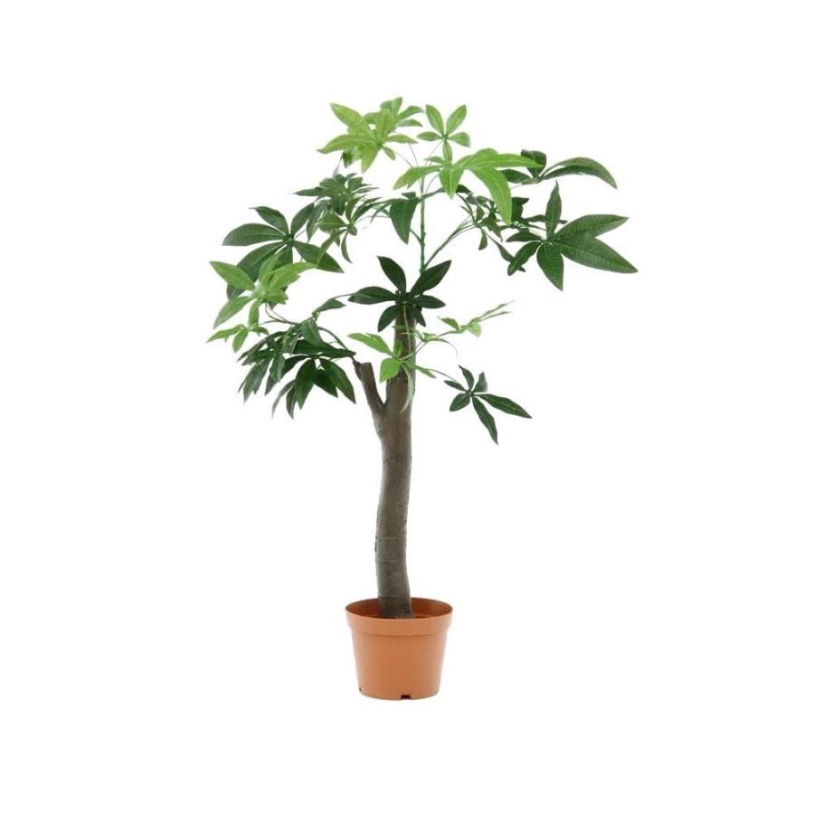 送料無料 観葉植物 パキラ 朴の木タイプ 他商品との同梱不可 Khabarbani Com