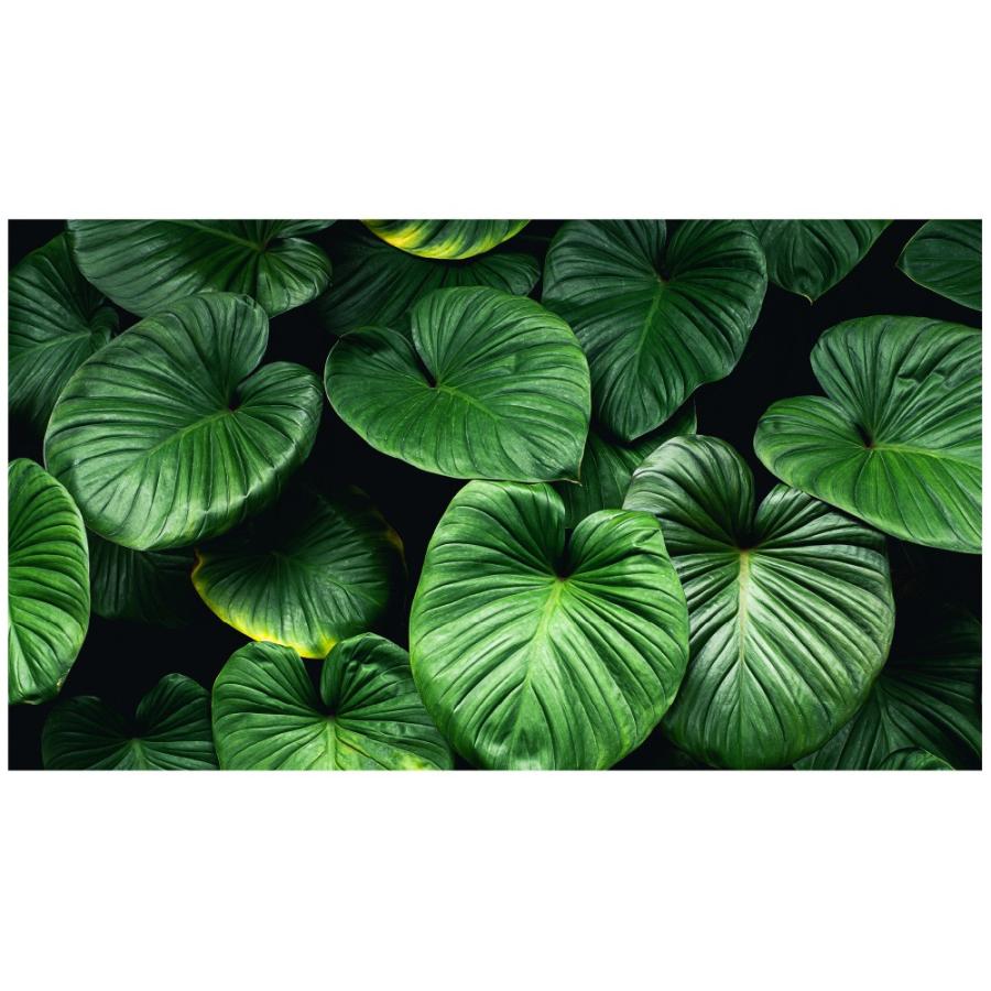 Mu3アクセント壁紙 植物 リーフ 葉 ウォールステッカー 日本製 ボタニカル グリーン 緑 旅行 写真 ポスター シール アート Acw 0010 Kyn N Lucca 通販 Yahoo ショッピング