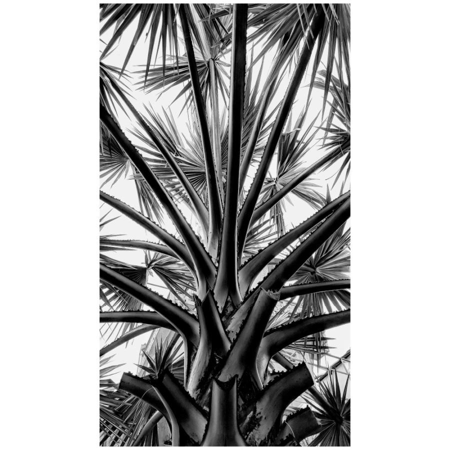 植物 モノクロ 日本製 ウォールステッカー 壁紙 木 リーフ 景色 ポスター シール Acw 0022 Ktn N Lucca 通販 Yahoo ショッピング